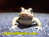 /home//u458753944/public_html/sourcegallery/////////////Roxborough Toad Detour/2022/2022-03-17/P3170887.JPG